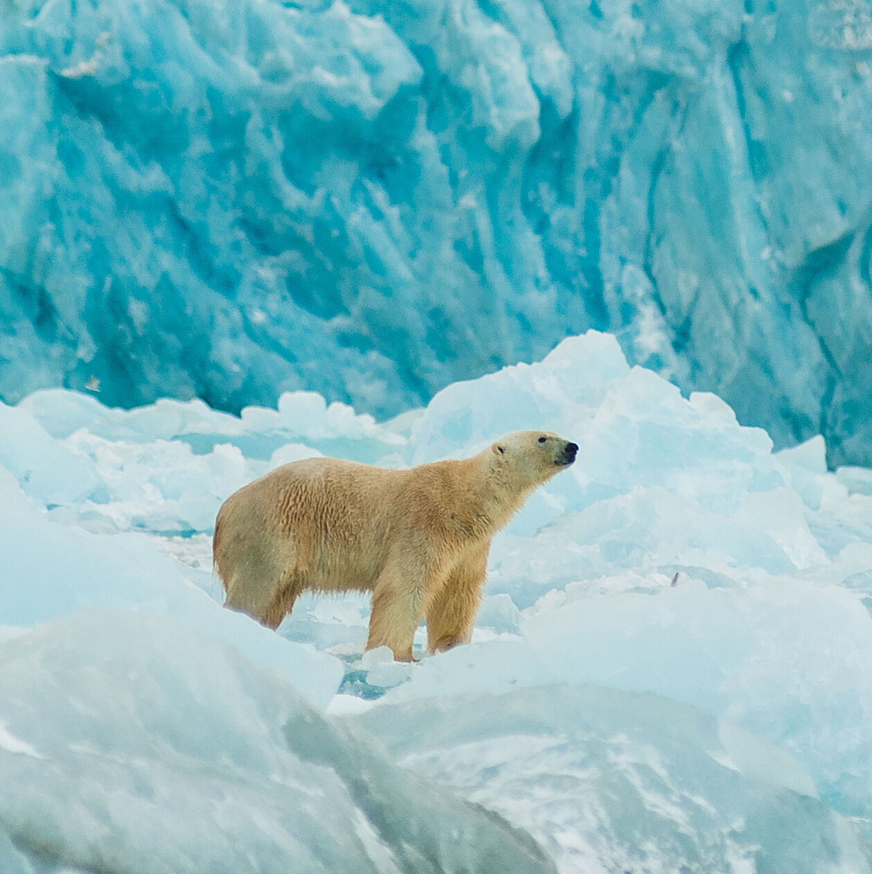 Photo of a polar bear on ice
